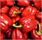 Перец Болгарский красный 10106